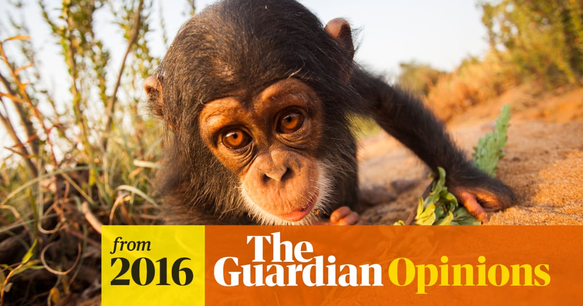 Chimps are cute. They're funny. And viral videos can harm them | Rachel  Harrison | The Guardian