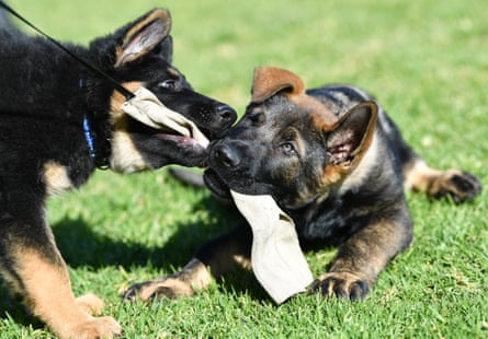 German shepherds