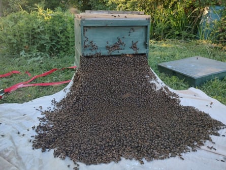A swarm of honey bees collected from a plum tree for Michael’s hive