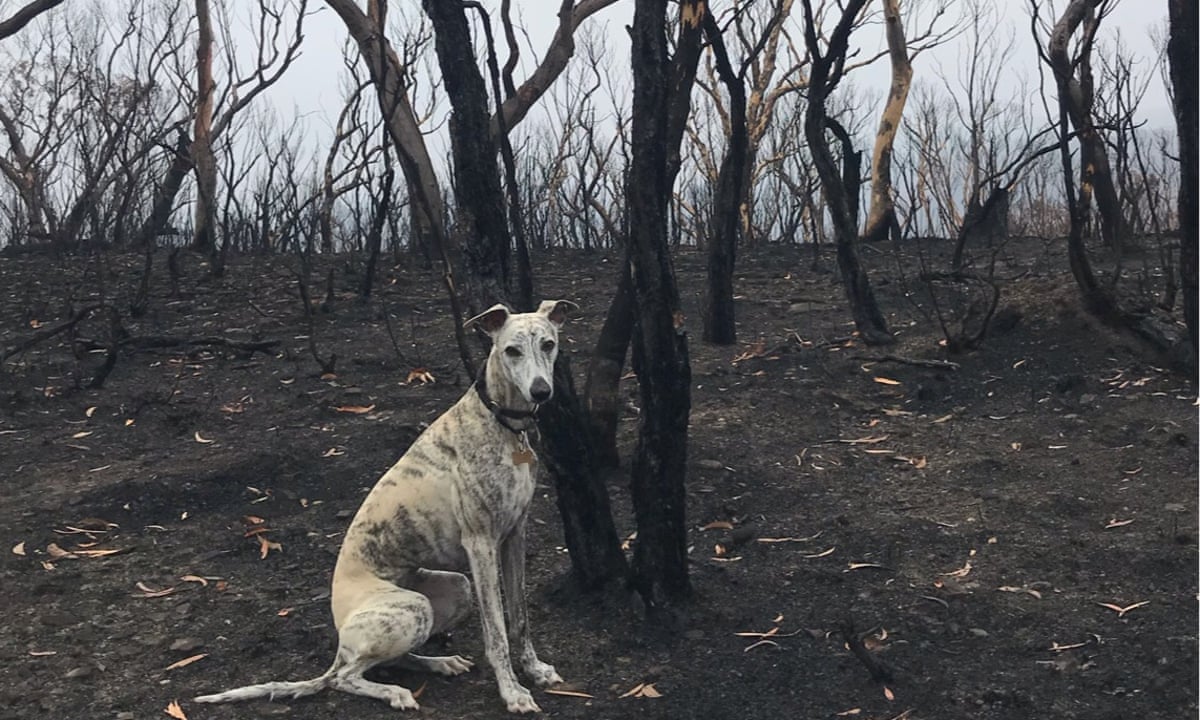 Life And Death What Readers In Australia Are Seeing Post Bushfires Australia News The Guardian