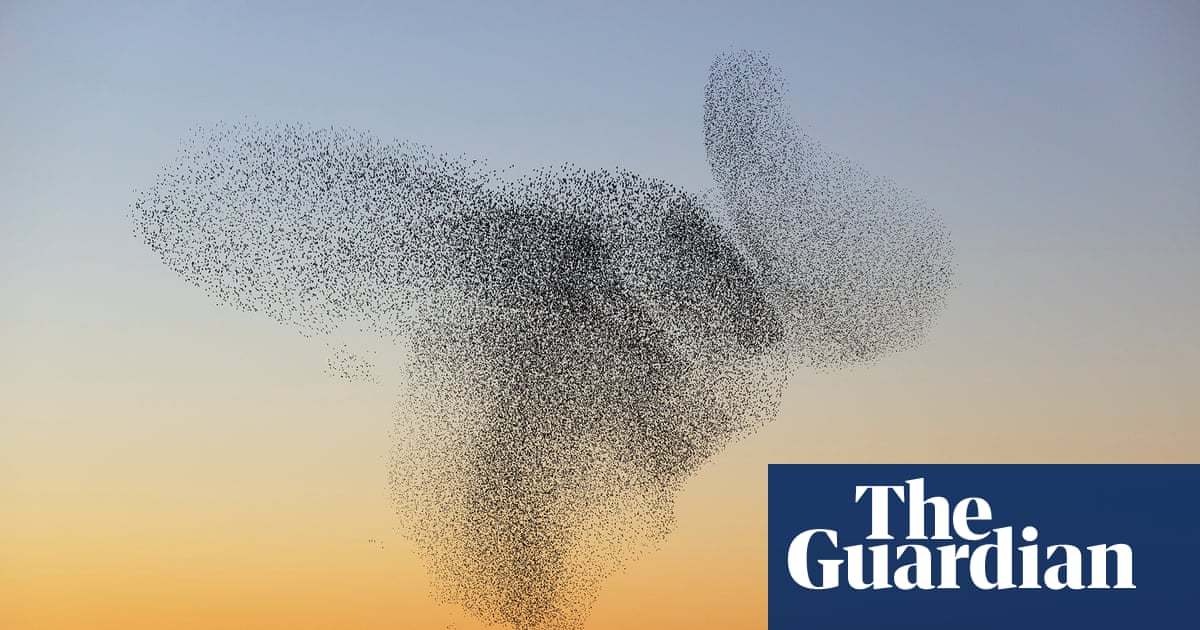 What Species of Birds Perform Murmurations: Stunning Flight Wonders