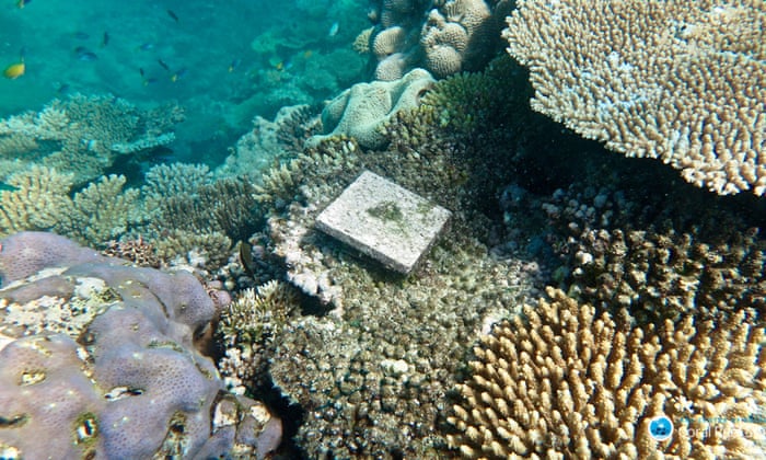 Great Barrier Reef Suffers Collapse In New Coral After Bleaching Events Great Barrier Reef The Guardian Great Barrier Reef Suffers Collapse In New Coral After Bleaching Events Great Barrier Reef The Guardian