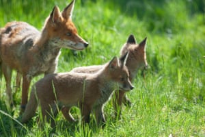The sun shines on a family of foxes in a garden in Clapham, south London. The mother, father and four cubs were seen feeding, exploring, playing, and the parents both chase and groom the cubs