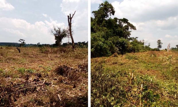 Composite picture of ongoing destruction of Bugoma forest reserve to pave way for sugarcane plantation.