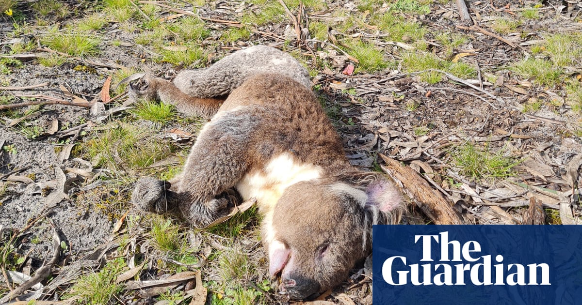 Dozens of koalas allegedly killed or injured during plantation logging on Kangaroo Island | Wildlife