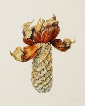 In Bloom The Art Of Drawing And Painting Australian Plants In Pictures Art And Design The Guardian