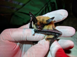 Researchers examine a bat for body size and fat.