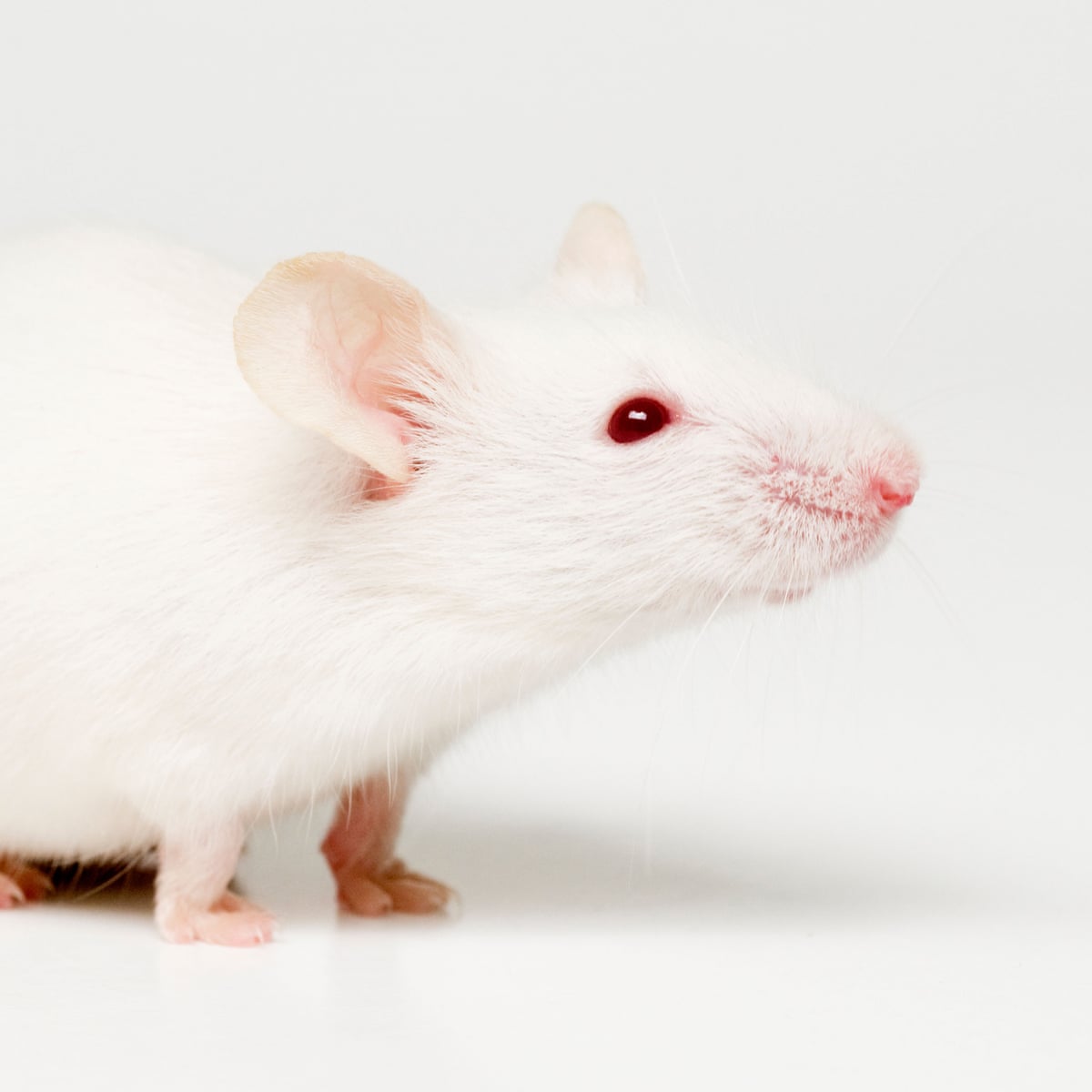 White Mouse White Background
