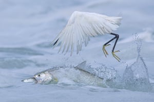 A ladyfish eating a smaller fish while an egret flies above them
