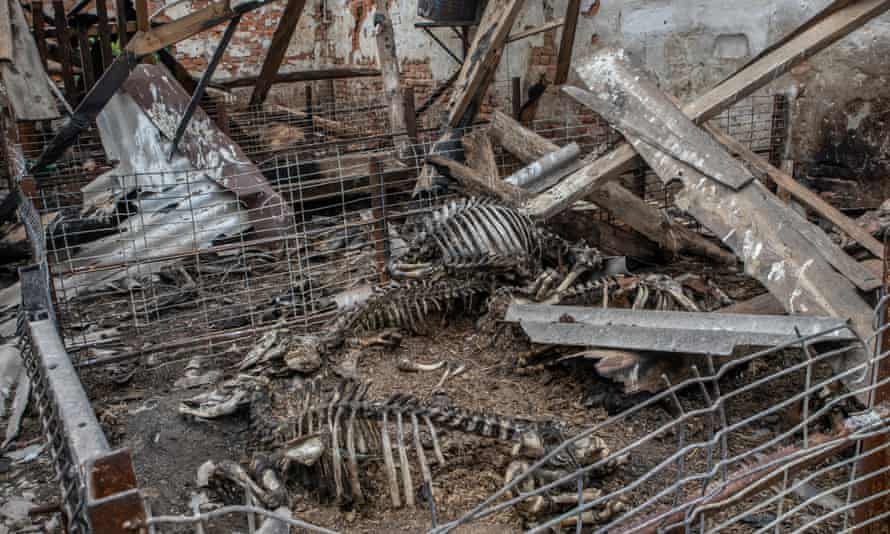 Skeletons of cows, killed in the fighting at the Mishchenko family farm