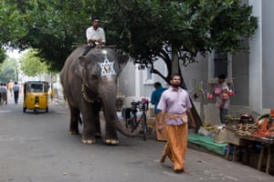 Andando o elefante para o templo em Puducherry (anteriormente Pondicherry), Índia