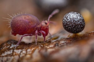 A springtail bug next to a slime mould