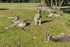 Kangaroos basking