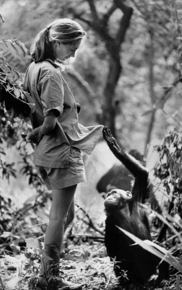 Jane Goodall and inquisitive friend, Gombe Stream Research Centre, Tanzania, January 1972.