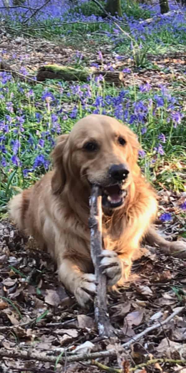 Dog daycare: who will look after your pet when you go in to work? 16 Barney the dog