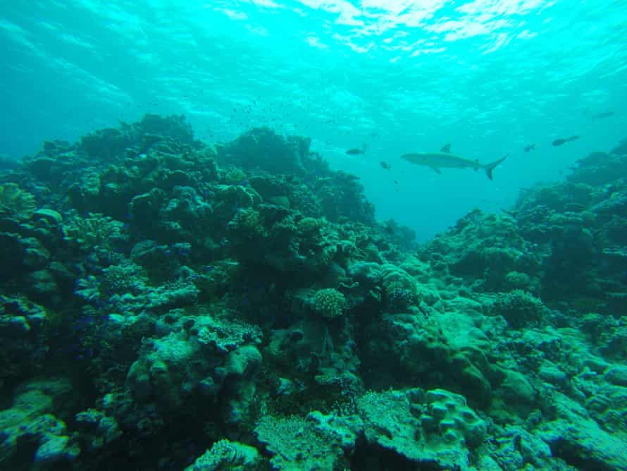 A shark in waters around Bikini Atoll.
