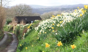 Daffodils in the Tamar Valley