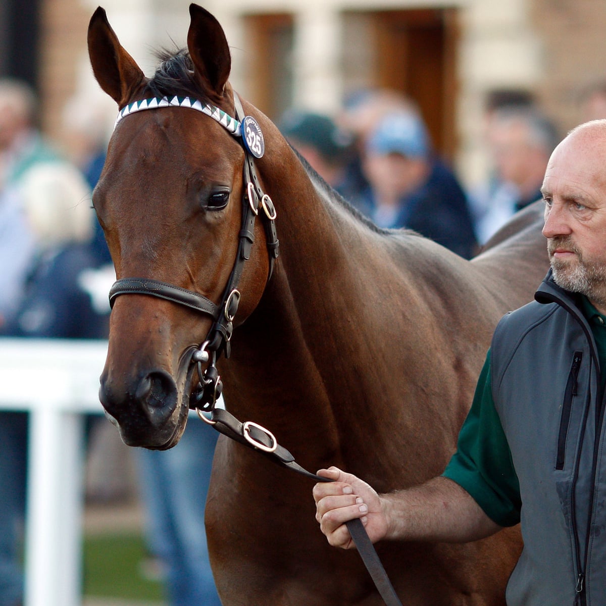 Sheikh Fahad Al Thani S New 3 6m Horse Could Prove Cheap Horse Racing The Guardian Sheikh Fahad Al Thani S New 3 6m Horse Could Prove Cheap Horse Racing The Guardian