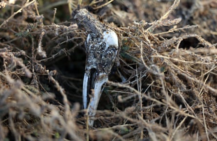 a skull of a bird on the ground