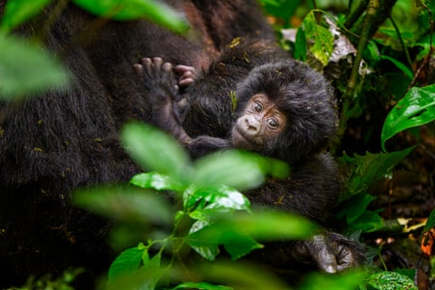 A newborn mountain gorilla in Bwindi Impenetrable national park, Uganda