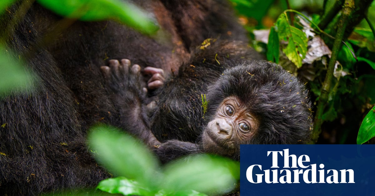 Newborns to silverbacks: counting mountain gorillas in Uganda – in pictures