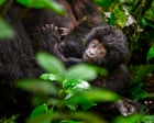 Newborns to silverbacks: counting mountain gorillas in Uganda – in pictures