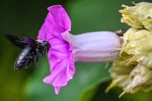Langkawi, Malaysia. A bee feeds on nectar from a flower.