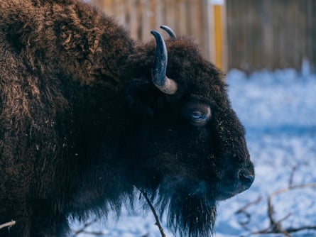 The European bisons at Kyiv zoo.