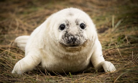 A baby grey seal. Scotland is home to more than a third of the world’s population of grey seals. 