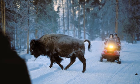 A bison crosses a road in front of a snowmobile, Yellowstone National Park, Wyoming, US