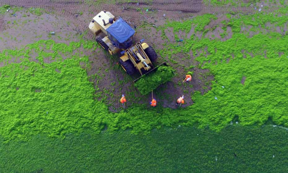 Workers cleaning algae in Qingdao, east China. Phosphorus is a leading cause of water pollution, as the runoff from fertiliser use produces an excess of nutrients leading to algae blooms.