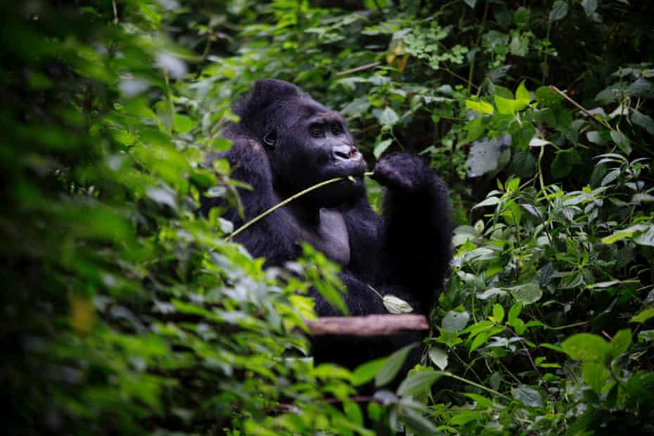 Bonne Année, an eastern lowland gorilla, eats vegetation in the Kahuzi-Biéga park