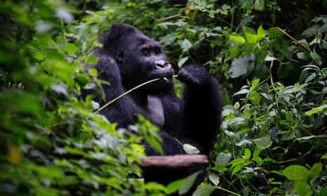 Clash between Pygmies and DRC gorilla sanctuary rangers leaves one dead ...