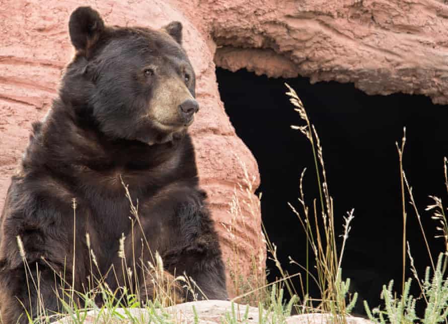 what links a cave bear with a dire wolf