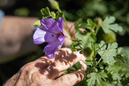 Two hands can be seen touching a native hibiscus plant which has green leaves an a purple flower