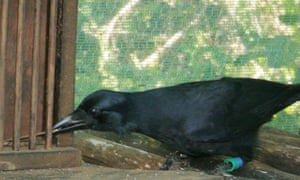 New Caledonian crow 2326.jpg?w=300&q=55&auto=format&usm=12&f