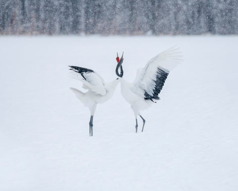 Red-crowned cranes displaying courtship behaviour in snowy Hokkaido, Japan by Elizabeth Sanjuan