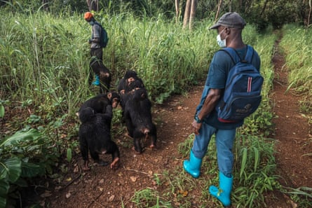 A group of ‘teenagers’ walk in the forest around the area controlled by the Chimpanzee Conservation Centre
