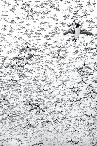 A huge number of guillemots in flight stretching off into the distance