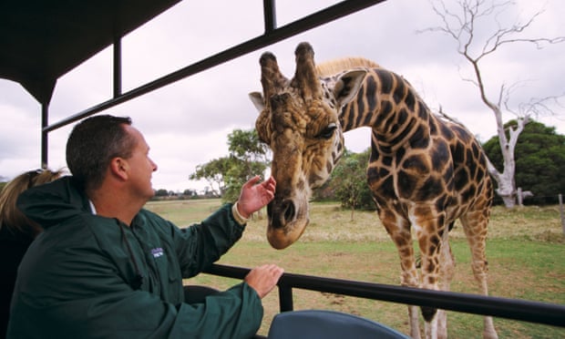 A giraffe greets a visitor in a safari vehicle at Werribee Open Range zoo in Melbourne.