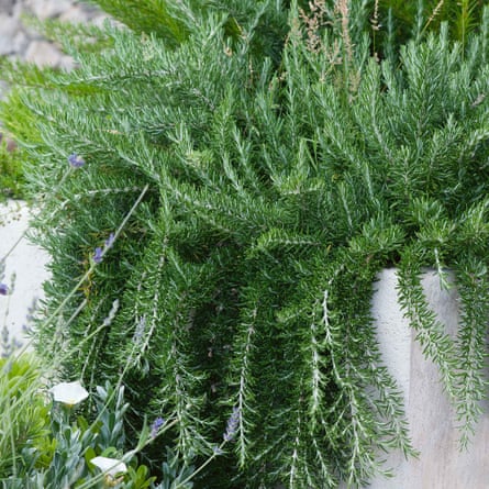 Marshalls Garden Rosemary ‘Prostratus’ Salvia Rosmarinus
