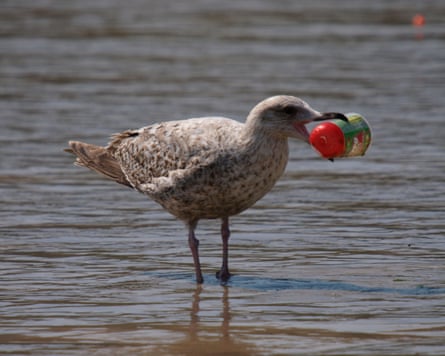 A gull with a plastic container in its beak