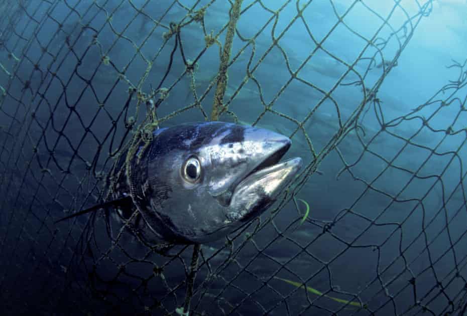A dead Southern bluefin tuna caught in a tuna pen