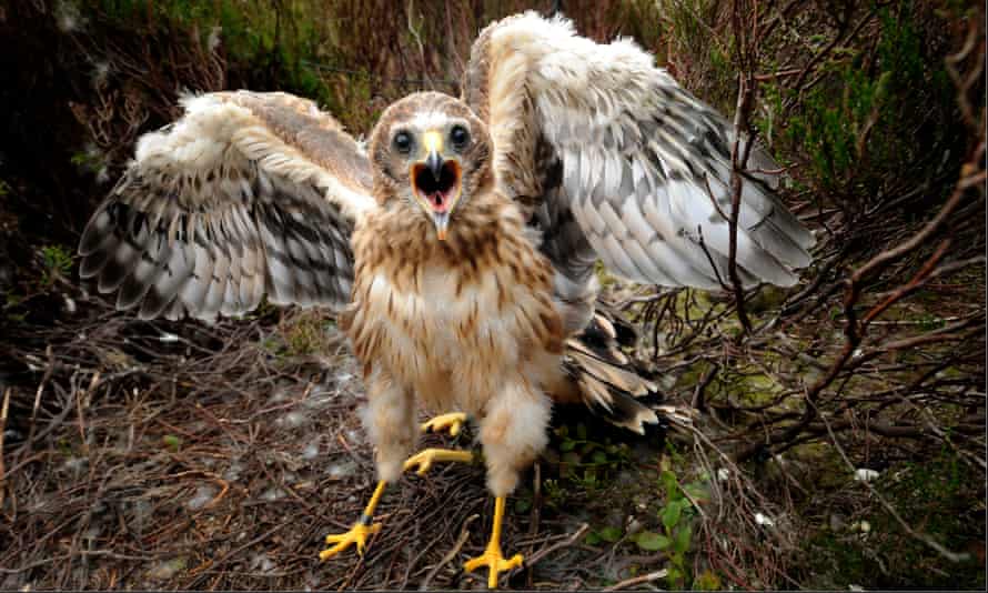 A hen harrier chick on Bowland Moor, Lancashire