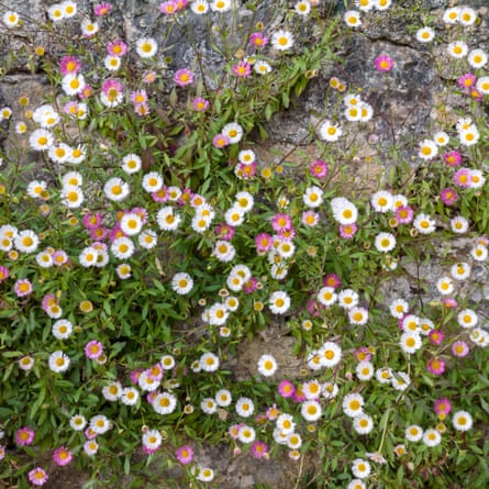Spanish daisy flowers on the old stone wall background