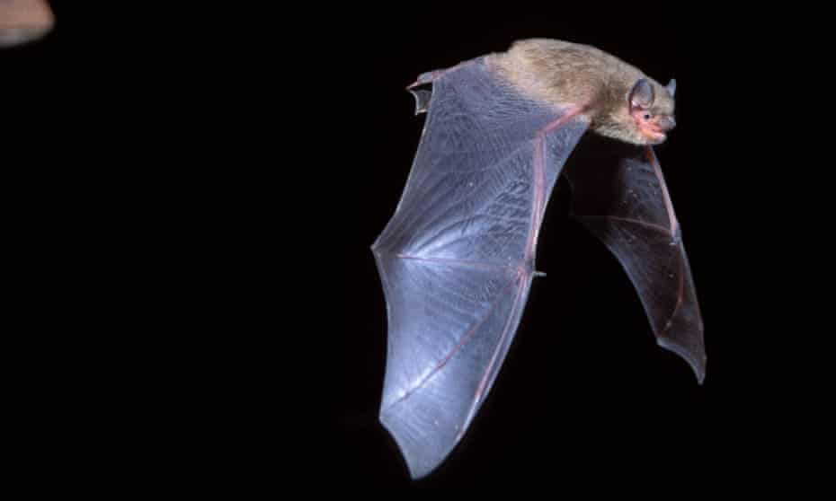 Soprano pipistrelle bat, In flight with open mouth