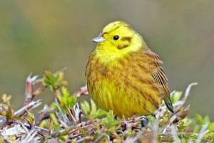 A yellowhammer