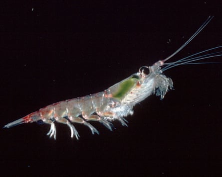 Closeup of a krill