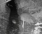 Wild beaver kits born in Norfolk for first time in more than 500 years