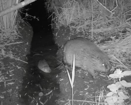 The first two wild beaver kits have been born in Norfolk for 500 years